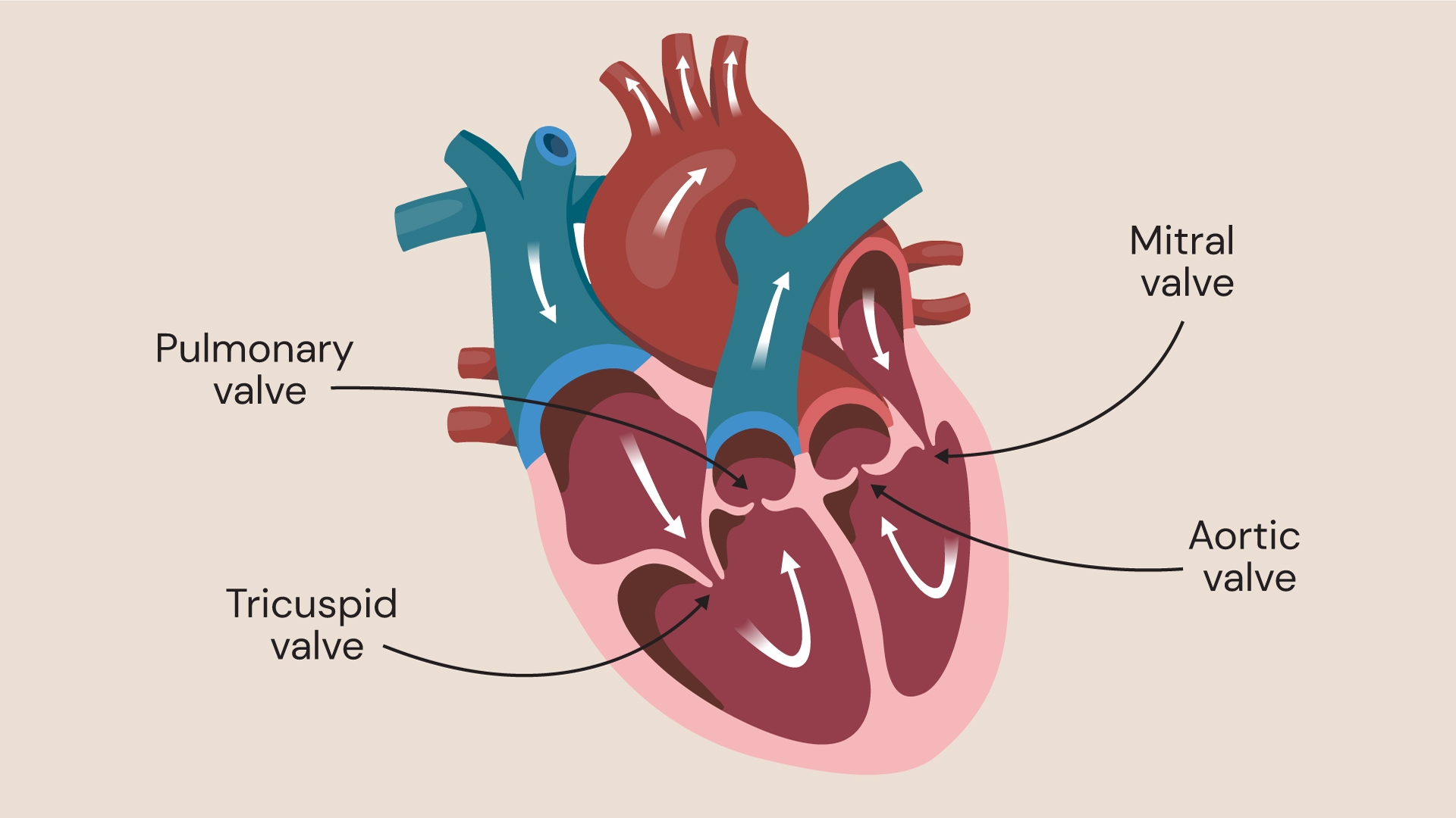 The heart has 4 valves; mitral, pulmonary, tricuspid and aortic