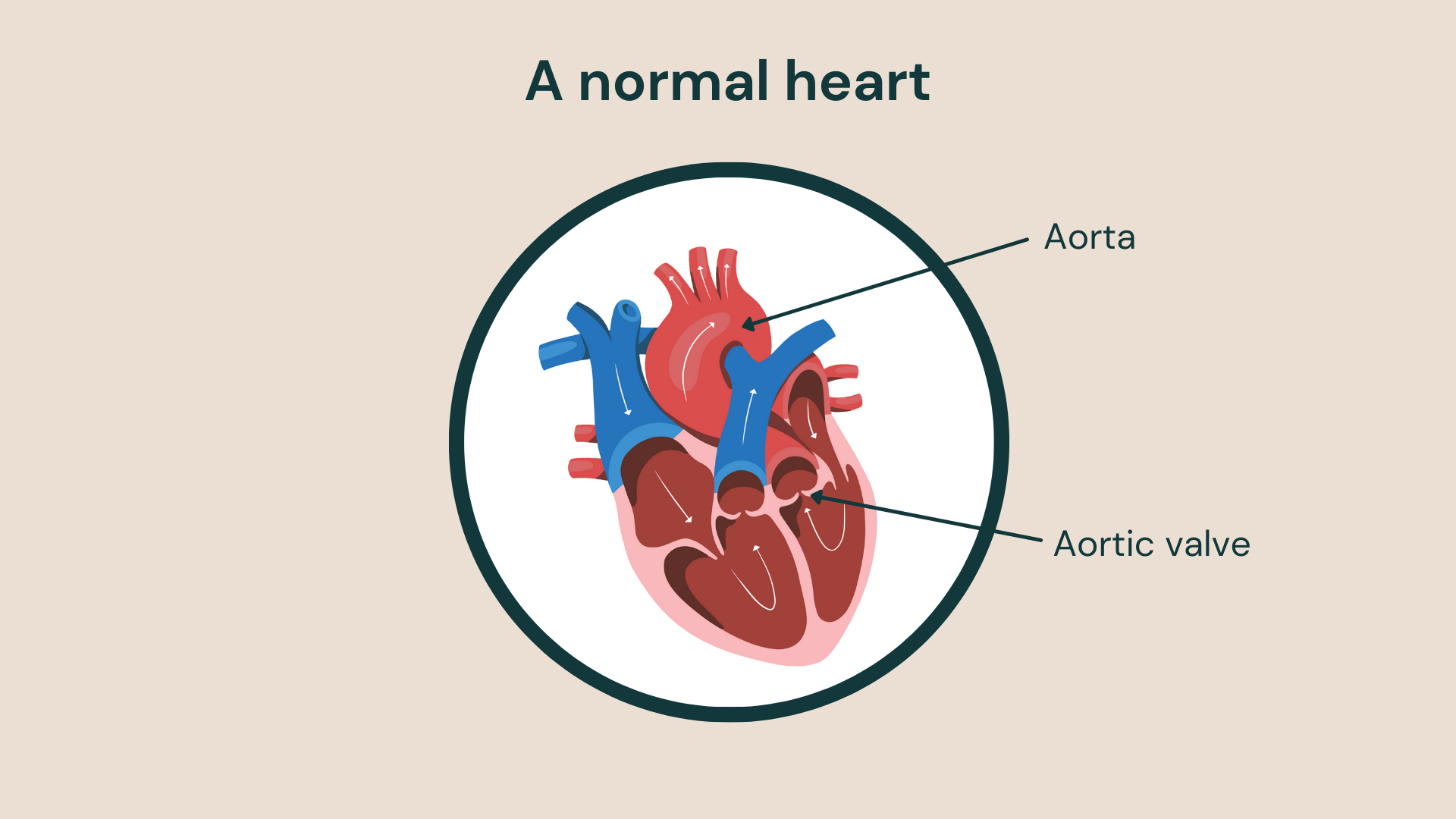 A normal heart, labelled