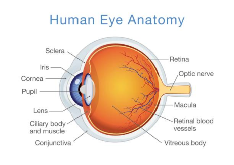https://guysandstthomasspecialistcare.co.uk/app/uploads/2024/02/Human-eye-anatomy-465x329-1.png