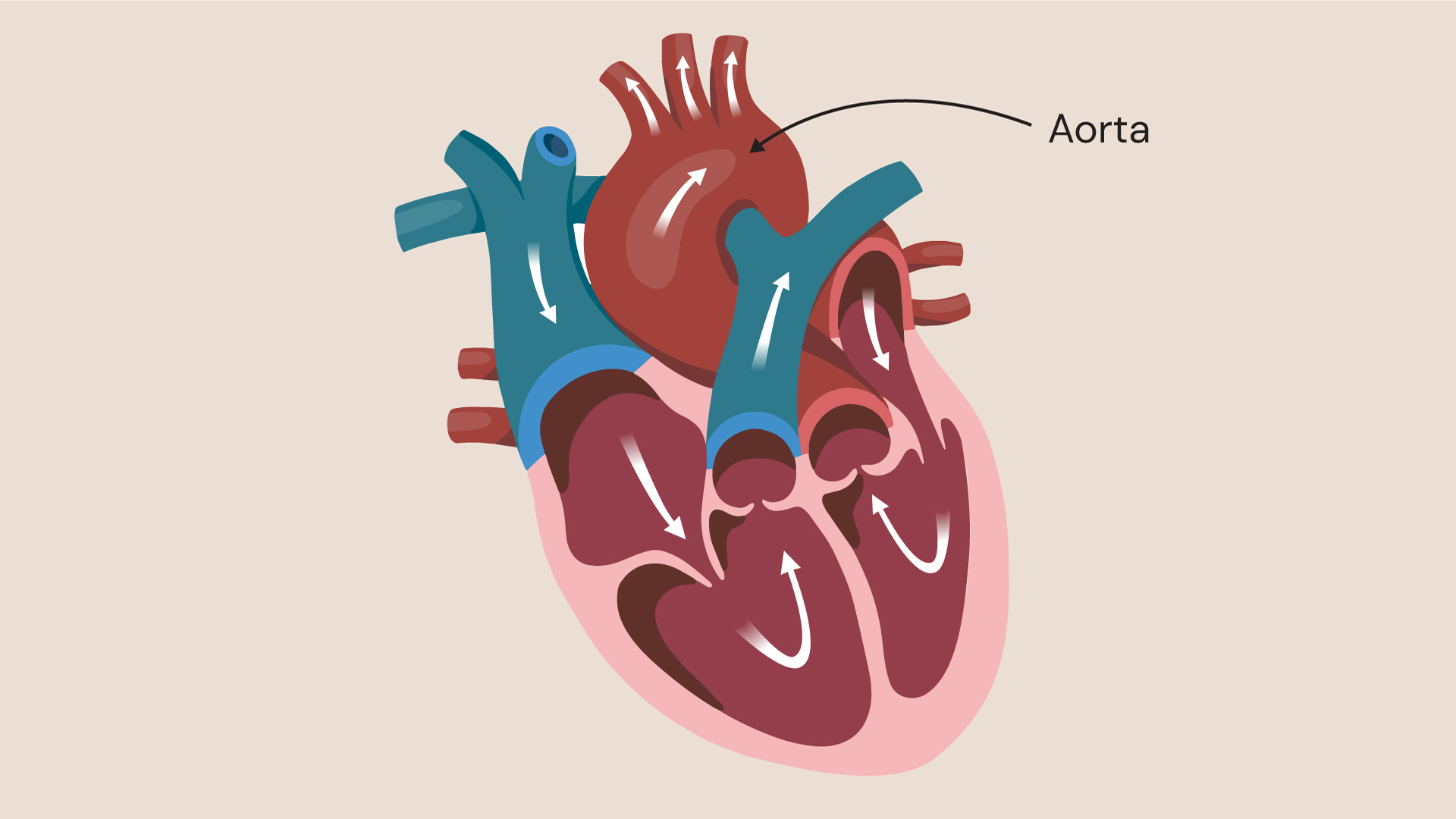 https://guysandstthomasspecialistcare.co.uk/wp-content/uploads/2024/02/RS3496_244_RBHH_Illustrations_Aorta-Circulation_v2.jpg